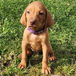 Sgaely - Golden rust female Vizsla puppy in Kentucky from Willow Ridge Kennel