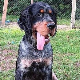 Sullivan - English Springer Spaniel