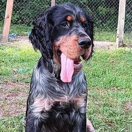 Sullivan - English Springer Spaniel