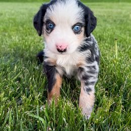 Miniature American Shepherd and Miniature Australian Shepherd Puppies from Sugartop Minis