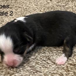 Hopes Female 2 - Black tri female Toy Australian Shepherd puppy in Lame Deer, Montana from Bar M Toy Aussies