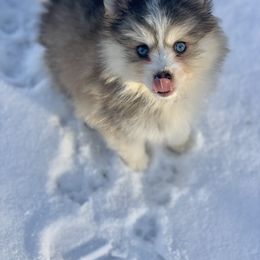 Pomsky Puppies from Happy Hills Kennels