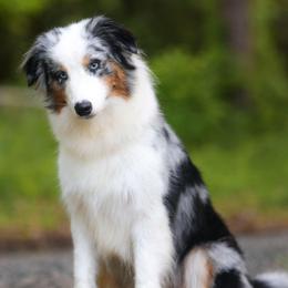 Meadow - Australian Shepherd