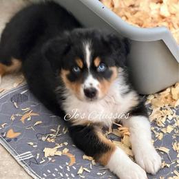 Magnolia - Black tri-color female Australian Shepherd puppy in Clover, South Carolina from Jo’s Aussies