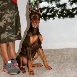 Doberman Pinscher Puppies from Franklin Dobermans