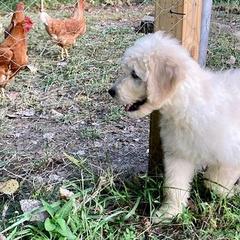 Goldendoodles from Blue River Doodles