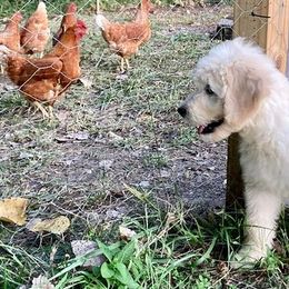 Goldendoodles from Blue River Doodles