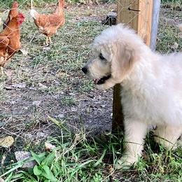 Goldendoodles from Blue River Doodles