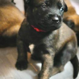Lyanna - Fawn female Belgian Malinois puppy in Baltimore, Maryland from Abenteurer German Shepherds & Belgian Malinois