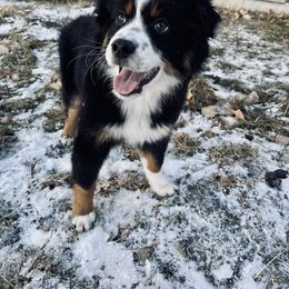 Miniature Australian Shepherd Puppies from Rebel Creek Mini Aussies