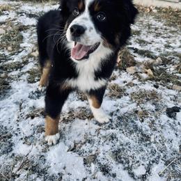Miniature Australian Shepherd Puppies from Rebel Creek Mini Aussies