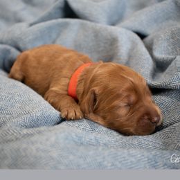 Daisy - Red Australian Labradoodle puppy in Chelsea, Michigan from Michigan Labradoodles