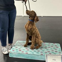 Ollie - Poodle