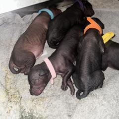 Old English Sheepdog and Peruvian Inca Orchid Puppies from La Siren