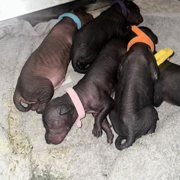 Old English Sheepdog and Peruvian Inca Orchid Puppies from La Siren