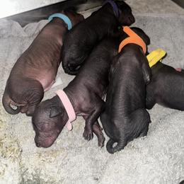 Old English Sheepdog and Peruvian Inca Orchid Puppies from La Siren