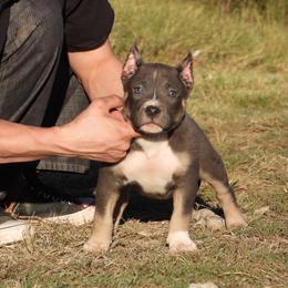 Legacy - Blue tri-color female American Bully puppy in Orlinda, Tennessee from SimplyBullies