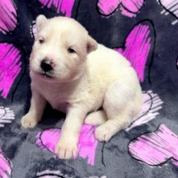 AKC Brittany - White female Siberian Husky puppy in Centreville, Maryland from Huskies By the Bay