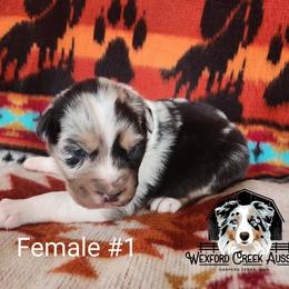 Girl 1 - Blue merle female Australian Shepherd puppy in Harpers Ferry, Iowa from Wexford Creek Aussies, LLC