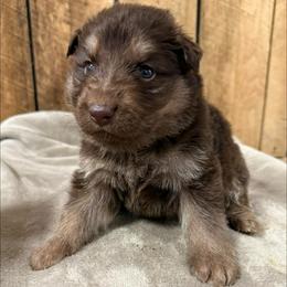 Blue DL - Bi-color male German Shepherd puppy in Terra Alta, West Virginia from Shepherd Country Farm and Kennels