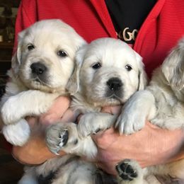 Golden Retriever and Labrador Retriever Puppies from Golden Hills Retrievers