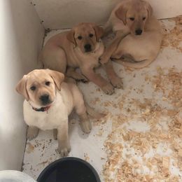 Labrador Retriever Puppies from Cary Labradors