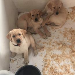 Labrador Retriever Puppies from Cary Labradors
