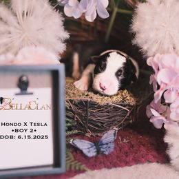 Boy 2 (Hondo x Tesla) - Black and white male Border Collie puppy in Bryantown, Maryland from Bellaclan Border Collies