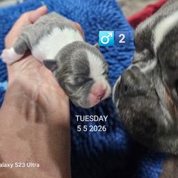3rd born is Boy 2 - Blue male Boston Terrier puppy in Versailles, Indiana from Benhams Bostons