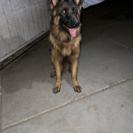 German Shepherd Puppies from Von Gonzalez Kennel