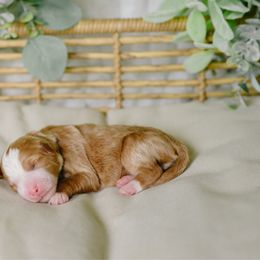 Portia - Red female Bernedoodle puppy in Spanish Fork, Utah from K Brand Doodles