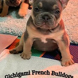 French Bulldog Puppies from Gichigami French Bulldogs