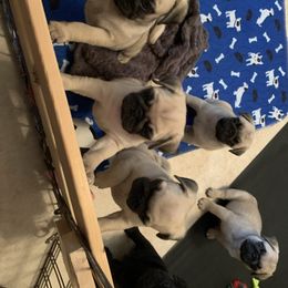 Pug Puppies from Living the Dream Pugs
