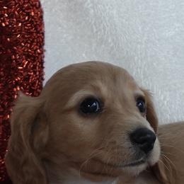 Sally AKC,Vet checked,microchipped - Red female Dachshund puppy in Texarkana, Texas from Millys Pups