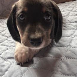 Girl 4 - Piebald female Dachshund puppy in Columbiana, Alabama from Tonya's Dachshunds