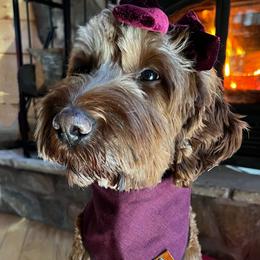 Meia - Goldendoodle