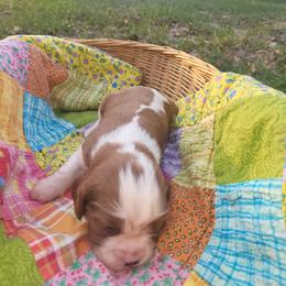 Hope - Blenheim female Cavalier King Charles Spaniel puppy in Stockdale, Texas from Great Oaks Farm Cavaliers