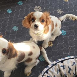 Cavalier King Charles Spaniel Puppies from Christina’s Cavaliers