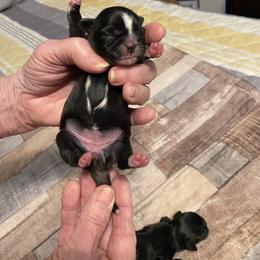Shih Tzu Puppies from 4 Leaf Glover Shihtzu of East texas