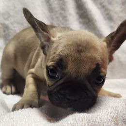 Magnolia - Blue fawn French Bulldog puppy in Joplin, Missouri from Midwest Beautiful Frenchies