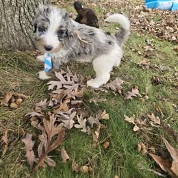 Bernedoodle and Goldendoodle Puppies from Granton Creek