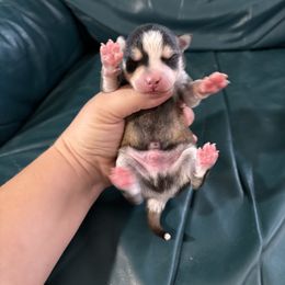 Ash - Tri-color male Pomsky puppy in Aberdeen, Idaho from Willow Creek Cresteds