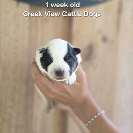 Boy 2 - Blue male Australian Cattle Dog puppy in Monroe, North Carolina from Creek View Cattle Dogs