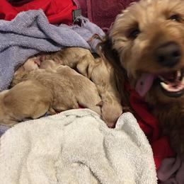 Cockapoo and Goldendoodle Puppies from Capital Doodles