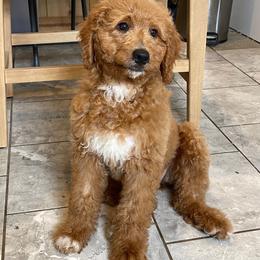 Pancake - Apricot female Goldendoodle puppy in Sugarcreek, Ohio from True Hearted Doodles