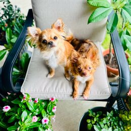 Chihuahua puppies from Luxe Paradise House of Chi