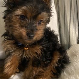 Yorkshire Terrier Puppies from Cutest AKC AZ Yorkies