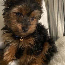 Yorkshire Terrier Puppies from Cutest AKC AZ Yorkies