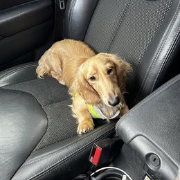 Dachshunds from Pixie Dust Dachshunds