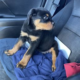 Rottweiler Puppies from GrowlHausRotts